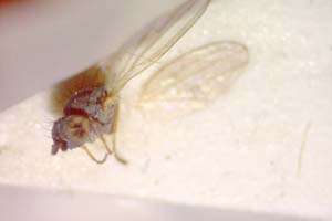 Chamaemyia submontana Beschovski, 1994 [paratype IBERZCXX0381] (c) Institute of Biodiversity and Ecosystem Research, BAS — Zoological Collection (IBER-ZC)