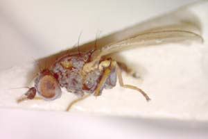 Chamaemyia hungarica Tanasjitchuk & Beschovski, 1991 [holotype IBERZCXX0384] (c) Institute of Biodiversity and Ecosystem Research, BAS — Zoological Collection (IBER-ZC)