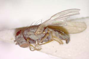 Chamaemyia hungarica Tanasjitchuk & Beschovski, 1991 [paratype IBERZCXX0385] (c) Institute of Biodiversity and Ecosystem Research, BAS — Zoological Collection (IBER-ZC)