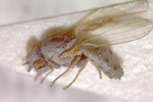 Chamaemyia hungarica Tanasjitchuk & Beschovski, 1991 [paratype IBERZCXX0386] (c) Institute of Biodiversity and Ecosystem Research, BAS — Zoological Collection (IBER-ZC)