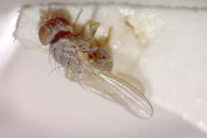 Chamaemyia flavoantennata Beschovski, 1994 [holotype IBERZCXX0387] (c) Institute of Biodiversity and Ecosystem Research, BAS — Zoological Collection (IBER-ZC)