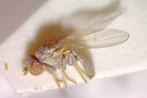 Chamaemyia flavoantennata Beschovski, 1994 [paratype IBERZCXX0388] (c) Institute of Biodiversity and Ecosystem Research, BAS — Zoological Collection (IBER-ZC)