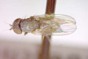 Chamaemyia flavoantennata Beschovski, 1994 [paratype IBERZCXX0390] (c) Institute of Biodiversity and Ecosystem Research, BAS — Zoological Collection (IBER-ZC)