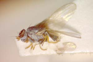 Chamaemyia flavoantennata Beschovski, 1994 [paratype IBERZCXX0391] (c) Institute of Biodiversity and Ecosystem Research, BAS — Zoological Collection (IBER-ZC)