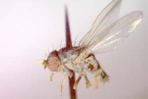 Chamaemyia flavoantennata Beschovski, 1994 [paratype IBERZCXX0392] (c) Institute of Biodiversity and Ecosystem Research, BAS — Zoological Collection (IBER-ZC)