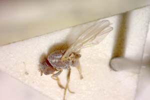 Chamaemyia flavoantennata Beschovski, 1994 [paratype IBERZCXX0393] (c) Institute of Biodiversity and Ecosystem Research, BAS — Zoological Collection (IBER-ZC)