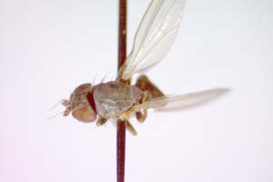 Chamaemyia flavoantennata Beschovski, 1994 [paratype IBERZCXX0395] (c) Institute of Biodiversity and Ecosystem Research, BAS — Zoological Collection (IBER-ZC)