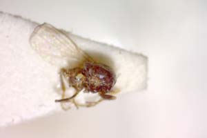 Dicraeus sabroskyi Beschovski, 1977 [holotype IBERZCXX0399] (c) Institute of Biodiversity and Ecosystem Research, BAS — Zoological Collection (IBER-ZC)
