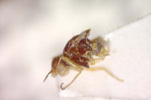 Elachiptera submediterranea Beschovski, 1980 [holotype IBERZCXX0406] (c) Institute of Biodiversity and Ecosystem Research, BAS — Zoological Collection (IBER-ZC)