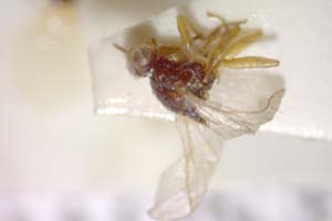 Elachiptera submediterranea Beschovski, 1980 [paratype IBERZCXX0407] (c) Institute of Biodiversity and Ecosystem Research, BAS — Zoological Collection (IBER-ZC)