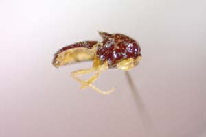 Elachiptera submediterranea Beschovski, 1980 [paratype IBERZCXX0409] (c) Institute of Biodiversity and Ecosystem Research, BAS — Zoological Collection (IBER-ZC)