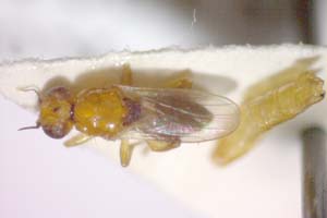 Elachiptera agricola Beschovski & Krusteva, 1998 [paratype IBERZCXX0411] (c) Institute of Biodiversity and Ecosystem Research, BAS — Zoological Collection (IBER-ZC)