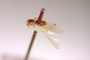 Tethina luteosetosa Beschovski & Nartshuk, 1997 [paratype IBERZCXX0412] (c) Institute of Biodiversity and Ecosystem Research, BAS — Zoological Collection (IBER-ZC)