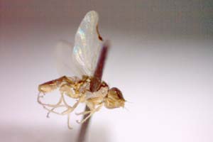 Tethina luteosetosa Beschovski & Nartshuk, 1997 [paratype IBERZCXX0413] (c) Institute of Biodiversity and Ecosystem Research, BAS — Zoological Collection (IBER-ZC)