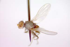 Tethina salinicola Beschovski, 1998 [holotype IBERZCXX0417] (c) Institute of Biodiversity and Ecosystem Research, BAS — Zoological Collection (IBER-ZC)