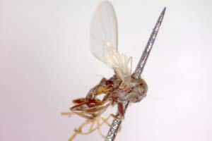 Tethina salinicola Beschovski, 1998 [paratype IBERZCXX0418] (c) Institute of Biodiversity and Ecosystem Research, BAS — Zoological Collection (IBER-ZC)