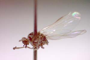 Hilara psammophytophilia Beschovski, 1973 [paratype IBERZCXX0420] (c) Institute of Biodiversity and Ecosystem Research, BAS — Zoological Collection (IBER-ZC)
