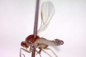 Hilara psammophytophilia Beschovski, 1973 [paratype IBERZCXX0426] (c) Institute of Biodiversity and Ecosystem Research, BAS — Zoological Collection (IBER-ZC)