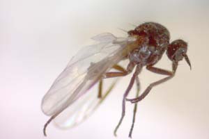 Hilara psammophytophilia Beschovski, 1973 [paratype IBERZCXX0431] (c) Institute of Biodiversity and Ecosystem Research, BAS — Zoological Collection (IBER-ZC)