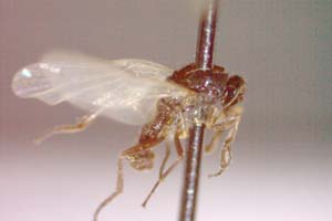 Hilara psammophytophilia Beschovski, 1973 [paratype IBERZCXX0435] (c) Institute of Biodiversity and Ecosystem Research, BAS — Zoological Collection (IBER-ZC)