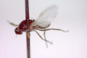 Hilara psammophytophilia Beschovski, 1973 [paratype IBERZCXX0436] (c) Institute of Biodiversity and Ecosystem Research, BAS — Zoological Collection (IBER-ZC)