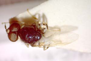 Nemotelus rumelicus Beschovski & Manassieva, 1996 [holotype IBERZCXX0455] (c) Institute of Biodiversity and Ecosystem Research, BAS — Zoological Collection (IBER-ZC)
