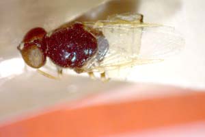 Nemotelus rumelicus Beschovski & Manassieva, 1996 [paratype IBERZCXX0456] (c) Institute of Biodiversity and Ecosystem Research, BAS — Zoological Collection (IBER-ZC)