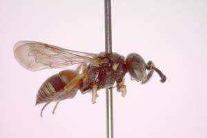 Nysson paralias K. Standfuss, 2010 [paratype IBERZCXX0460] (c) Institute of Biodiversity and Ecosystem Research, BAS — Zoological Collection (IBER-ZC)