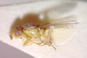 Meromyza balcanica Beschovski, 1996 [holotype IBERZCXX0471] (c) Institute of Biodiversity and Ecosystem Research, BAS — Zoological Collection (IBER-ZC)