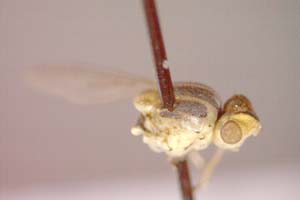 Chlorops quercophila Beschovski, 1979 [paratype IBERZCXX0476] (c) Institute of Biodiversity and Ecosystem Research, BAS — Zoological Collection (IBER-ZC)