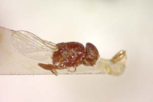 Calamoncosis glyceriae Nartshuk, 1958 [paratype IBERZCXX0478] (c) Institute of Biodiversity and Ecosystem Research, BAS — Zoological Collection (IBER-ZC)