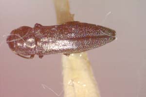 Agrilus gueorguievi Curletti & Sakalian, 2009 [paratype IBERZCXX0480] (c) Institute of Biodiversity and Ecosystem Research, BAS — Zoological Collection (IBER-ZC)