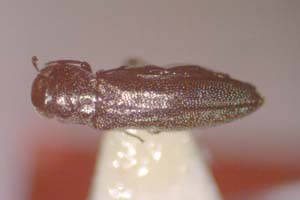 Agrilus gueorguievi Curletti & Sakalian, 2009 [paratype IBERZCXX0481] (c) Institute of Biodiversity and Ecosystem Research, BAS — Zoological Collection (IBER-ZC)