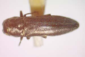 Agrilus kinuthiae Curletti & Sakalian, 2009 [holotype IBERZCXX0482] (c) Institute of Biodiversity and Ecosystem Research, BAS — Zoological Collection (IBER-ZC)