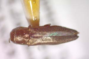 Agrilus kinuthiae Curletti & Sakalian, 2009 [paratype IBERZCXX0483] (c) Institute of Biodiversity and Ecosystem Research, BAS — Zoological Collection (IBER-ZC)