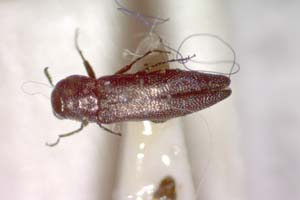 Agrilus ljubomirovi Curletti & Sakalian, 2009 [holotype IBERZCXX0484] (c) Institute of Biodiversity and Ecosystem Research, BAS — Zoological Collection (IBER-ZC)