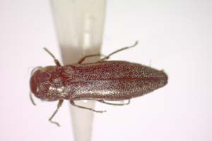 Agrilus ljubomirovi Curletti & Sakalian, 2009 [paratype IBERZCXX0485] (c) Institute of Biodiversity and Ecosystem Research, BAS — Zoological Collection (IBER-ZC)