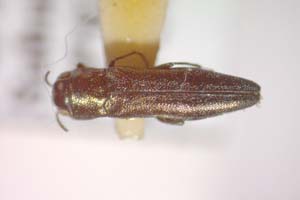 Agrilus njugunai Curletti & Sakalian, 2009 [holotype IBERZCXX0486] (c) Institute of Biodiversity and Ecosystem Research, BAS — Zoological Collection (IBER-ZC)