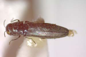 Agrilus novaki Curletti & Sakalian, 2009 [holotype IBERZCXX0487] (c) Institute of Biodiversity and Ecosystem Research, BAS — Zoological Collection (IBER-ZC)