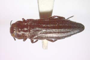 Agrilus delchevi Curletti & Sakalian, 2009 [holotype IBERZCXX0490] (c) Institute of Biodiversity and Ecosystem Research, BAS — Zoological Collection (IBER-ZC)