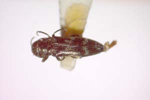 Agrilus gordoni Curletti & Sakalian, 2009 [holotype IBERZCXX0491] (c) Institute of Biodiversity and Ecosystem Research, BAS — Zoological Collection (IBER-ZC)