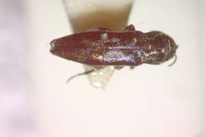 Agrilus gordoni Curletti & Sakalian, 2009 [paratype IBERZCXX0492] (c) Institute of Biodiversity and Ecosystem Research, BAS — Zoological Collection (IBER-ZC)