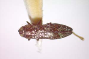 Agrilus gordoni Curletti & Sakalian, 2009 [paratype IBERZCXX0493] (c) Institute of Biodiversity and Ecosystem Research, BAS — Zoological Collection (IBER-ZC)