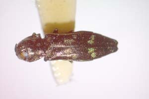 Agrilus gordoni Curletti & Sakalian, 2009 [paratype IBERZCXX0494] (c) Institute of Biodiversity and Ecosystem Research, BAS — Zoological Collection (IBER-ZC)