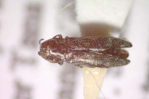 Agrilus jiloi Curletti & Sakalian, 2009 [holotype IBERZCXX0495] (c) Institute of Biodiversity and Ecosystem Research, BAS — Zoological Collection (IBER-ZC)