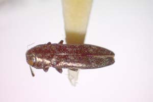 Agrilus jiloi Curletti & Sakalian, 2009 [paratype IBERZCXX0496] (c) Institute of Biodiversity and Ecosystem Research, BAS — Zoological Collection (IBER-ZC)
