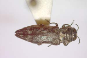 Agrilus pavlinae Curletti & Sakalian, 2009 [paratype IBERZCXX0497] (c) Institute of Biodiversity and Ecosystem Research, BAS — Zoological Collection (IBER-ZC)