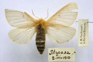 Lemonia taraxaci var. montana Buresch, 1915 [syntype NMNHSINV0312] (c) National Museum of Natural History, BAS — Invertebrates Collection (NMNHS-INV)