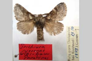 Trichiura verenae witti Ganev, 1982 [paratype NMNHSINV0279] (5) (c) National Museum of Natural History, BAS — Invertebrates Collection (NMNHS-INV)