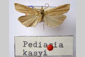 Pediasia kasyi Ganev, 1983 [holotype NMNHSINV0334] (c) National Museum of Natural History, BAS — Invertebrates Collection (NMNHS-INV)